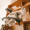 DIY 캣타워 캣킥 CAT KICK 로켓해먹 (투명해먹)
